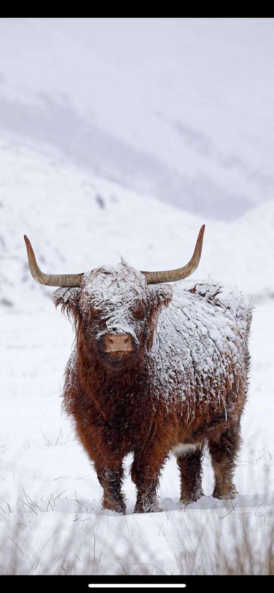 Ben Nevis Manor Lodge & Indoor Private Hot-Tub Fort William Luaran gambar